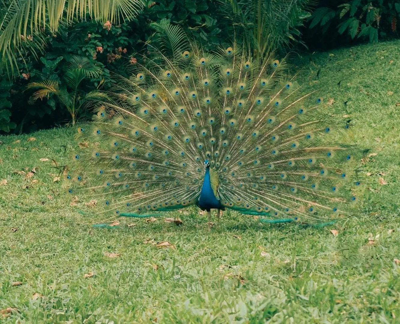 Raffles Sentosa Сингапур Сингапур